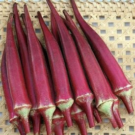 Candle Fire, Okra Seed